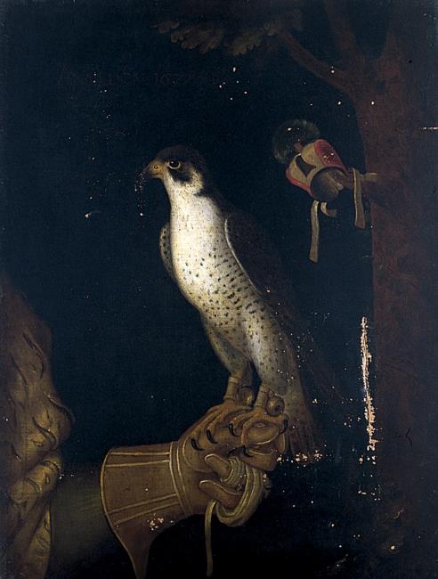 A Falcon on a gloved hand