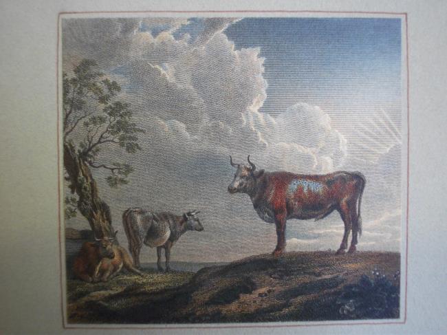 A Cattle Piece