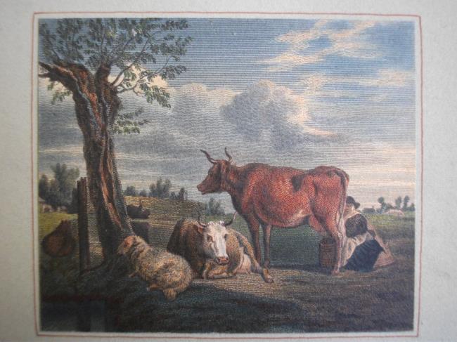 A Woman Milking a Cow