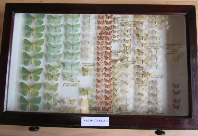 A glass-topped wooden entomology cabinet drawer containing pinned moths. Moth specimens include 7, Large emerald, 5, Blotched emerald, 12, Lesser emerald, 2, Small grass emerald, 7, Little emerald, 4 unidentified emeralds, 36, Purple-bordered wave, 6, Small dusty wave, 1, Ringed wave, 9, Dwarf cream wave,  1, Satin wave, 7, Treble-spot wave, 6, Plain wave, 11, Riband wave, 8, Small fan-footed wave, 9, Single-dotted wave, 3, Lesser cream wave, 5, Mullein wave, 1, Rosy wave