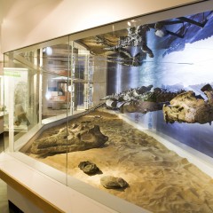 Icthyosaur at the Yorkshire Museum. Photo by Gareth Buddo