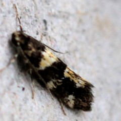 Rare Moth