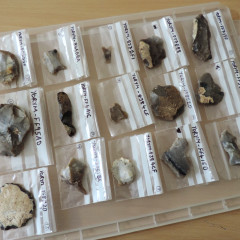Kerrie's last tray of finds, prehistoric flint tools.