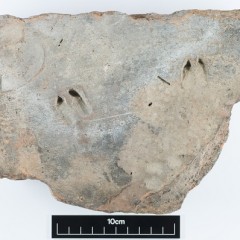 Roman Tile with Markings from a Dog, Human, Pig and Piglet