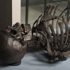 Gristhorpe Man - This skeleton of a Bronze Age man was buried in a coffin made from an oak tree near Gristhorpe, East Yorkshire. He is on display at the Rotunda Museum in Scarborough. Image © York Museums Trust.