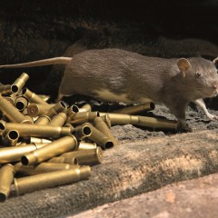 A fake rat crawls across empty shells in the 1019 exhibition at York Castle Museum
