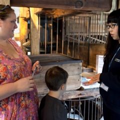 Volunteer with visitors at the Raindale Mill, York Castle Museum
