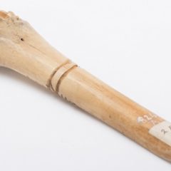 Long bone object with ridges in the top