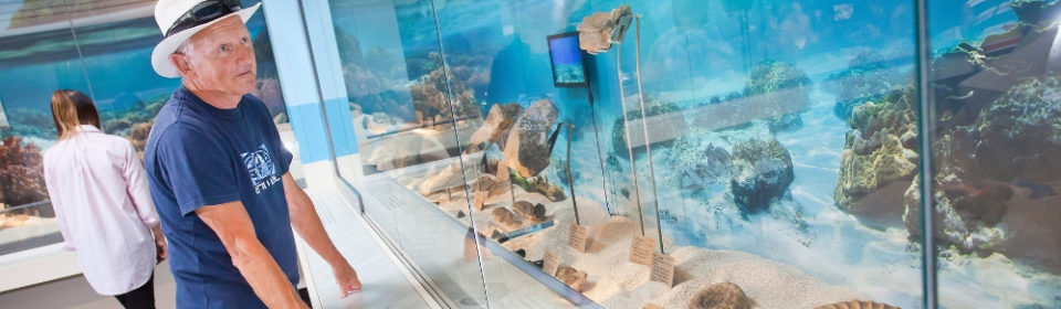 A man looking at a display case of sea creature fossils.