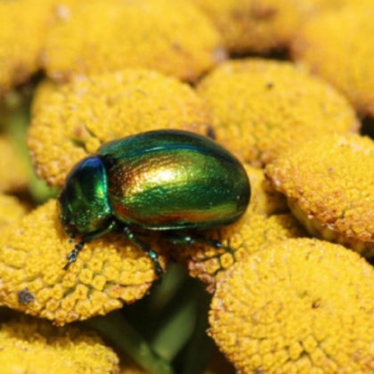 Tansy Beetle: The Jewel of York