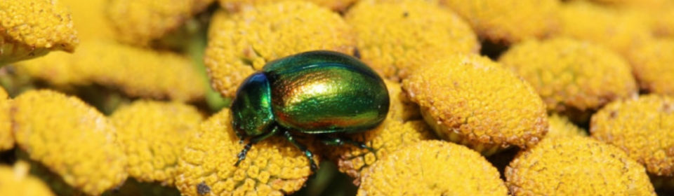 Tansy Beetle: The Jewel of York