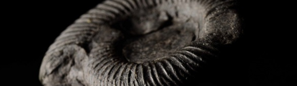 CURATORS TALK- NEW COLLECTION: THE ANATOMY OF AN AMMONITE