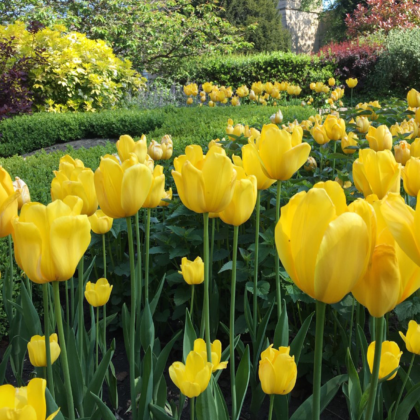 Museum Gardens are Open!