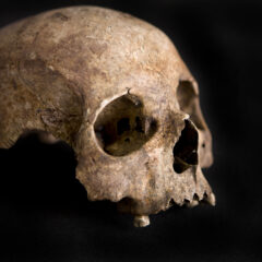 Skull of the Ivory Bangle Lady on a black background.