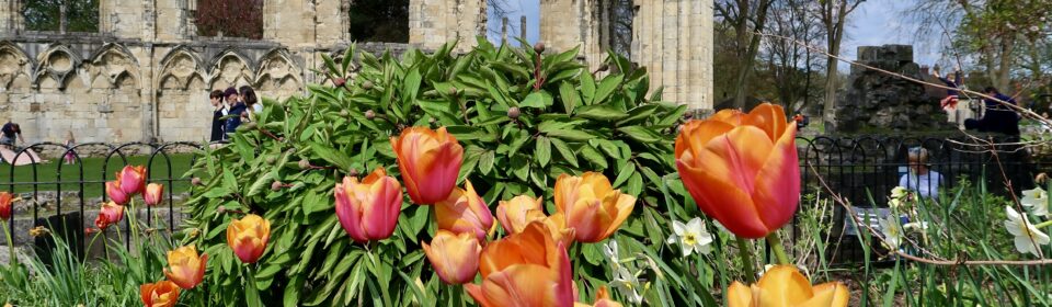 York Museum Gardens Pop Up Plant Shop