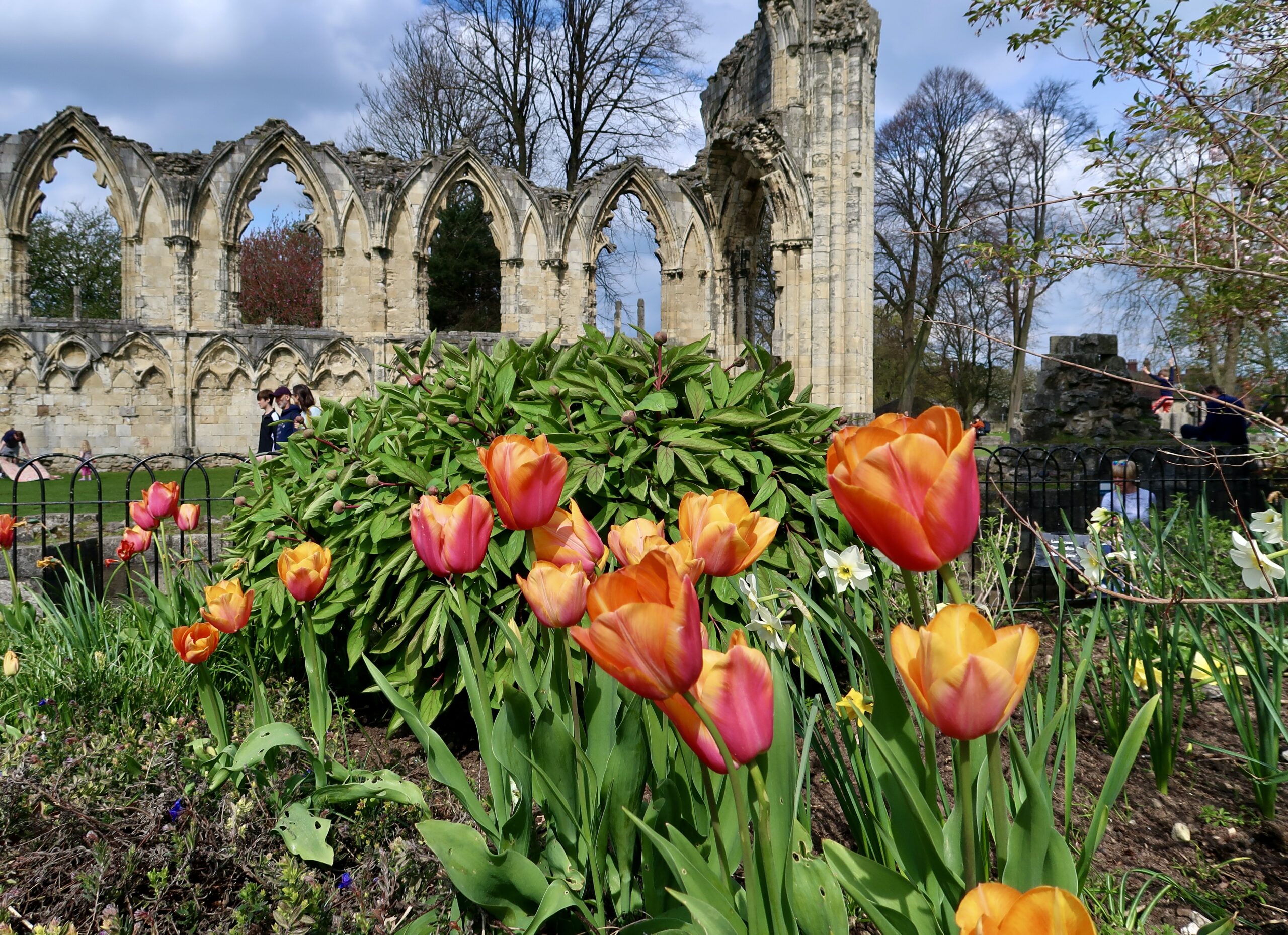 Colourful tulips light up York Museum Gardens thanks to donation by